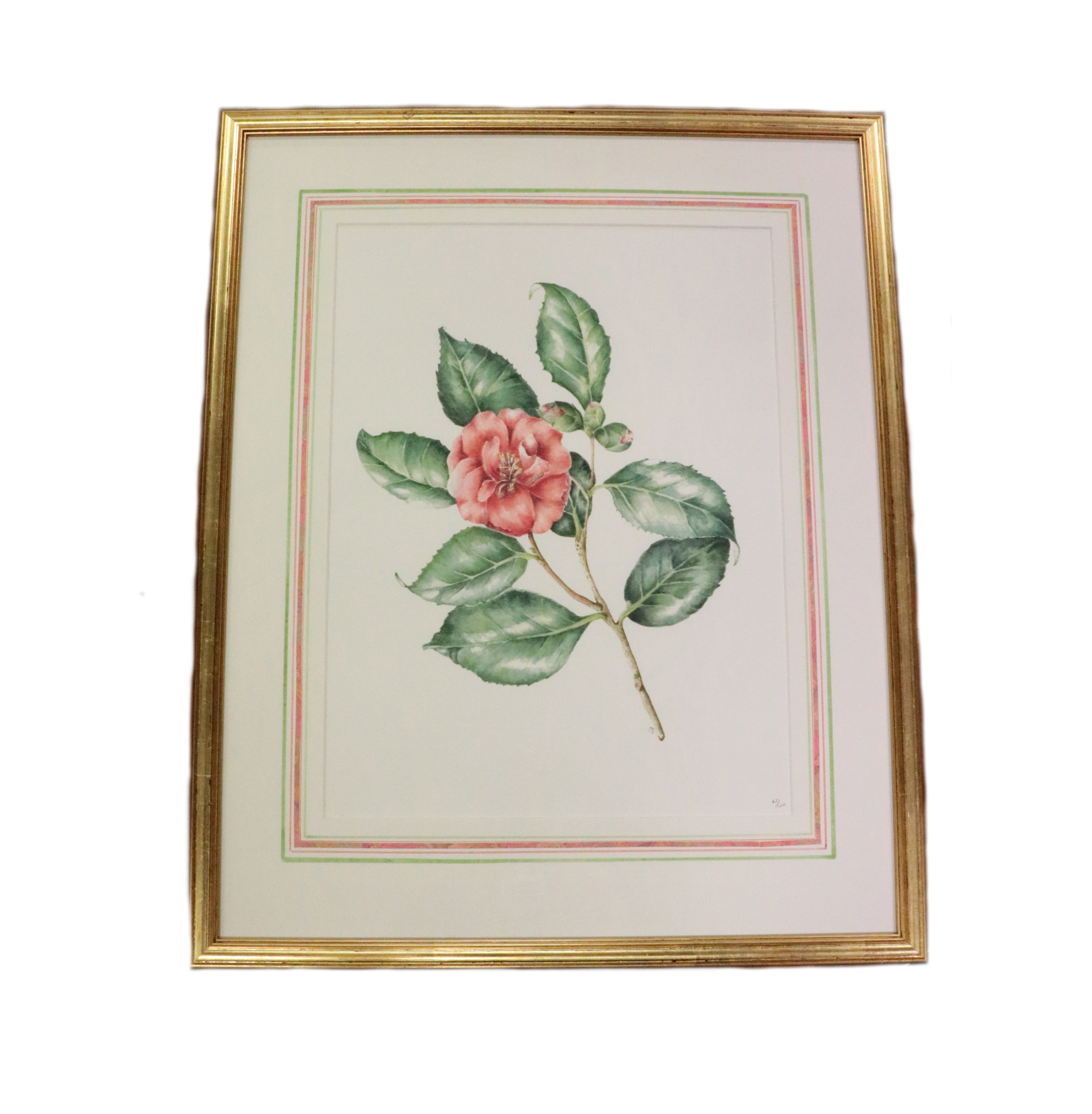 Jane Thomson Moore, (XX-XXI) A set of three Limited Edition of 100 coloured Botanical Prints, - Image 2 of 3