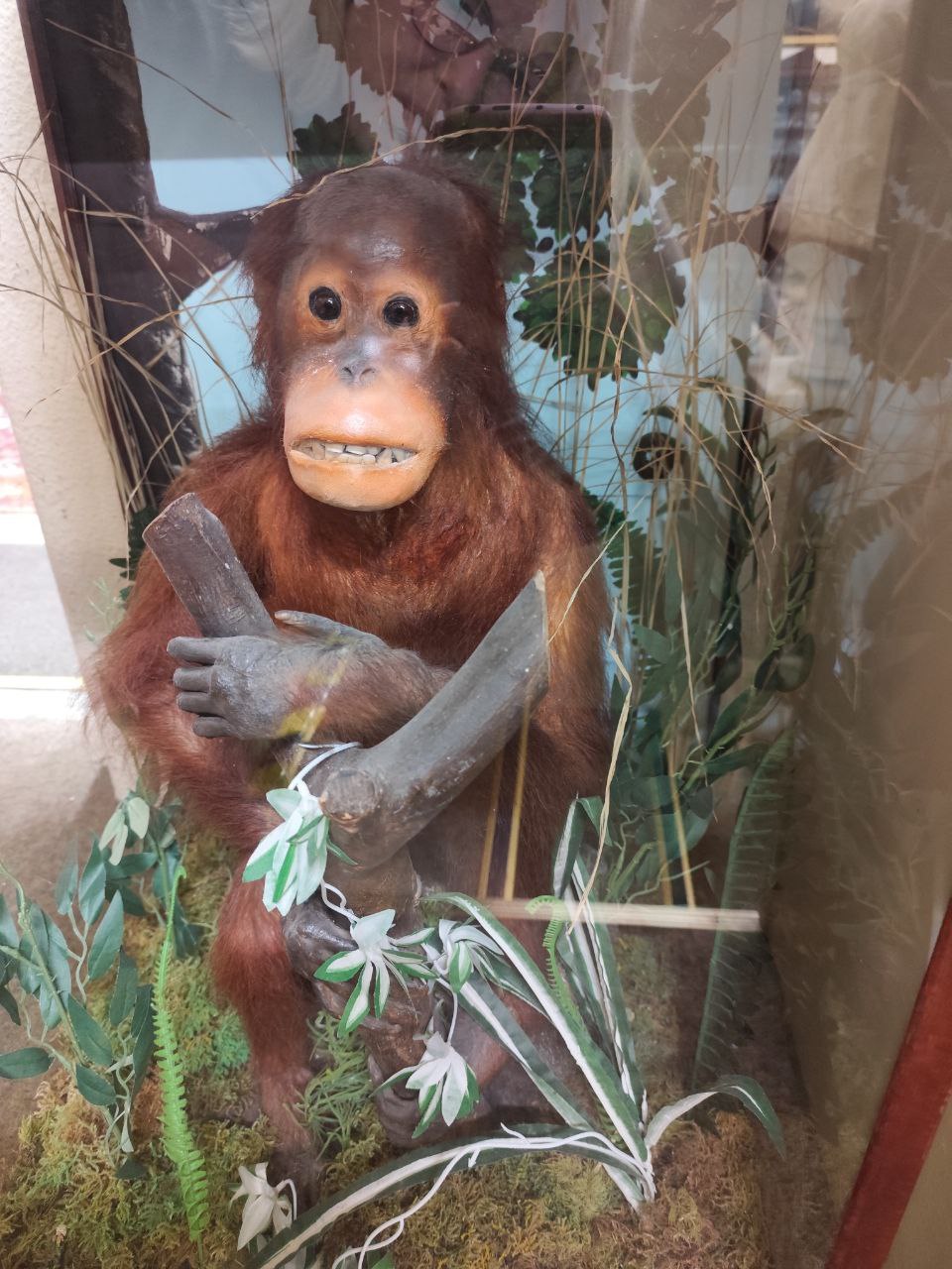 Taxidermy: [Pongo Pygmaeus] A Bornean Orangutan, cased, seated on a naturalistic rock with leaves - Bild 3 aus 5