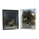 Taxidermy: A cased Diorama, of a family of birds feeding chicks in nest in a naturalistic tree