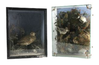 Taxidermy: A cased Diorama, of a family of birds feeding chicks in nest in a naturalistic tree