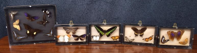 Entomology - group of box framed butterfly specimen, largest frame 12" x 10" (5)