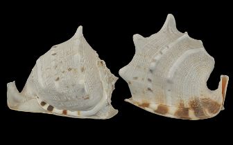 Two Large Decorative Conch Shells. Both approx. 9'' high x 9'' wide.