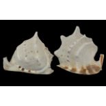 Two Large Decorative Conch Shells. Both approx. 9'' high x 9'' wide.