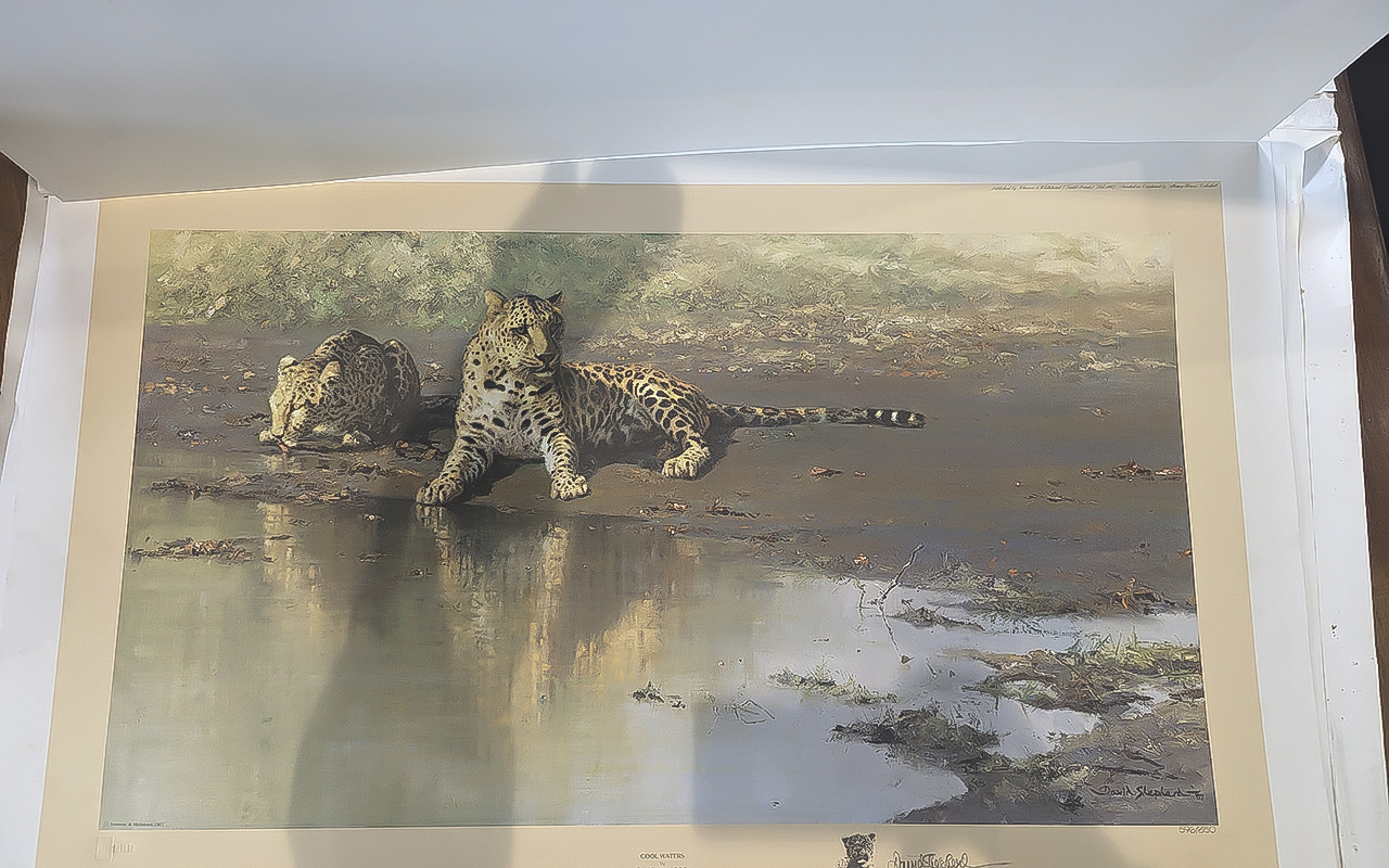 Three David Shepherd Loose Prints, including 'Indian Siesta' No. 443/1300, 'Cool Waters' No. 596/