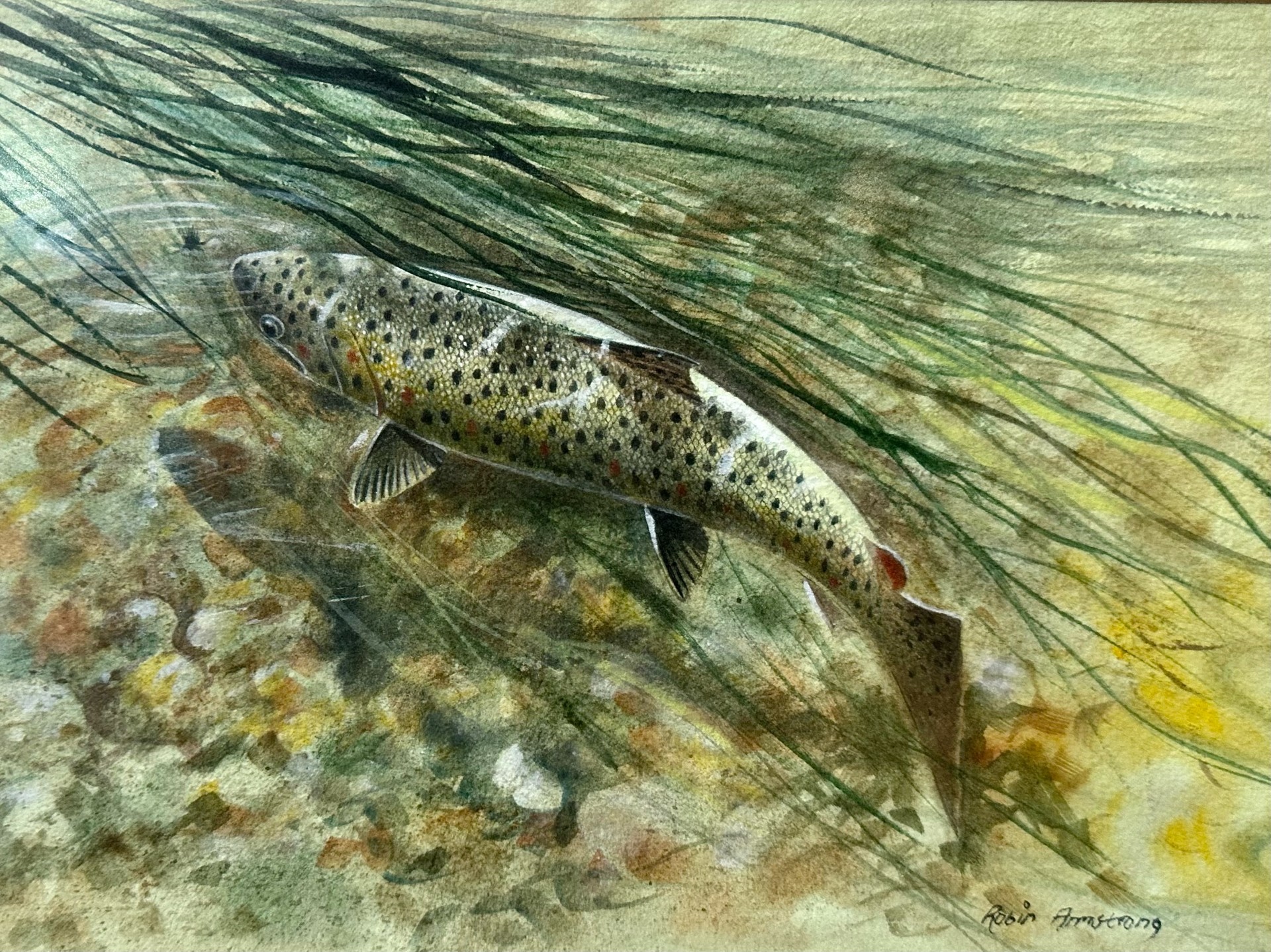 Robin Armstrong (British - Born 1947), original watercolour of Salmon Swimming up Stream. Image - Image 2 of 3