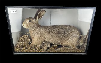 Taxidermy Interest - Large Hare with Bab
