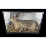 Taxidermy Interest - Large Hare with Babies. Housed in original antique glass case.