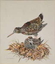 Van Hagan, Study of nesting Woodcocks