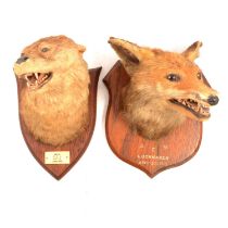 Early 20th century taxidermy: Fox head and an Otter head