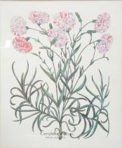 Four botanical prints