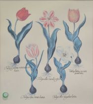 Five botanical prints