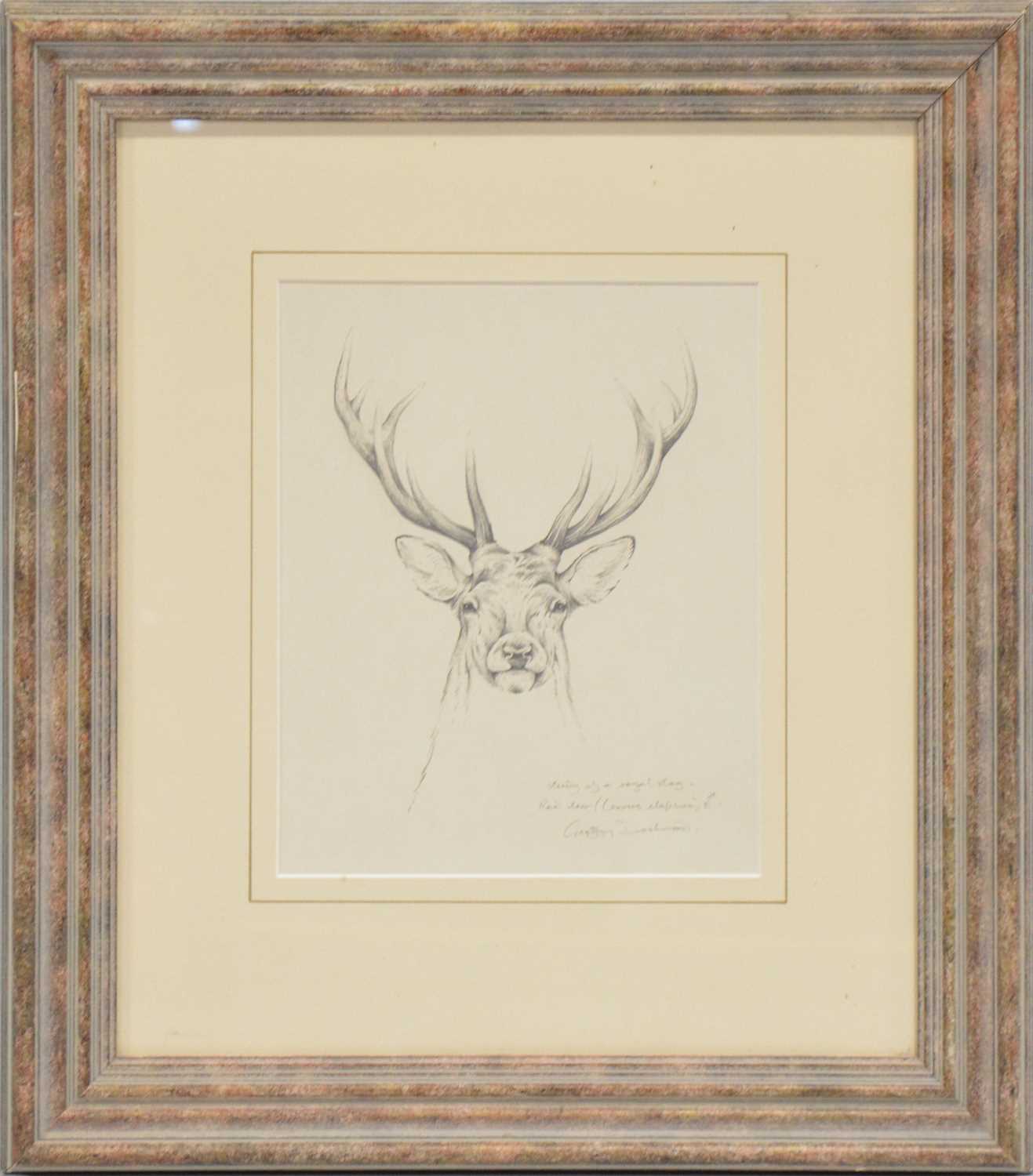 Geoffrey Dashwood Study for Royal Stag, pencil, and a print, - Image 3 of 4