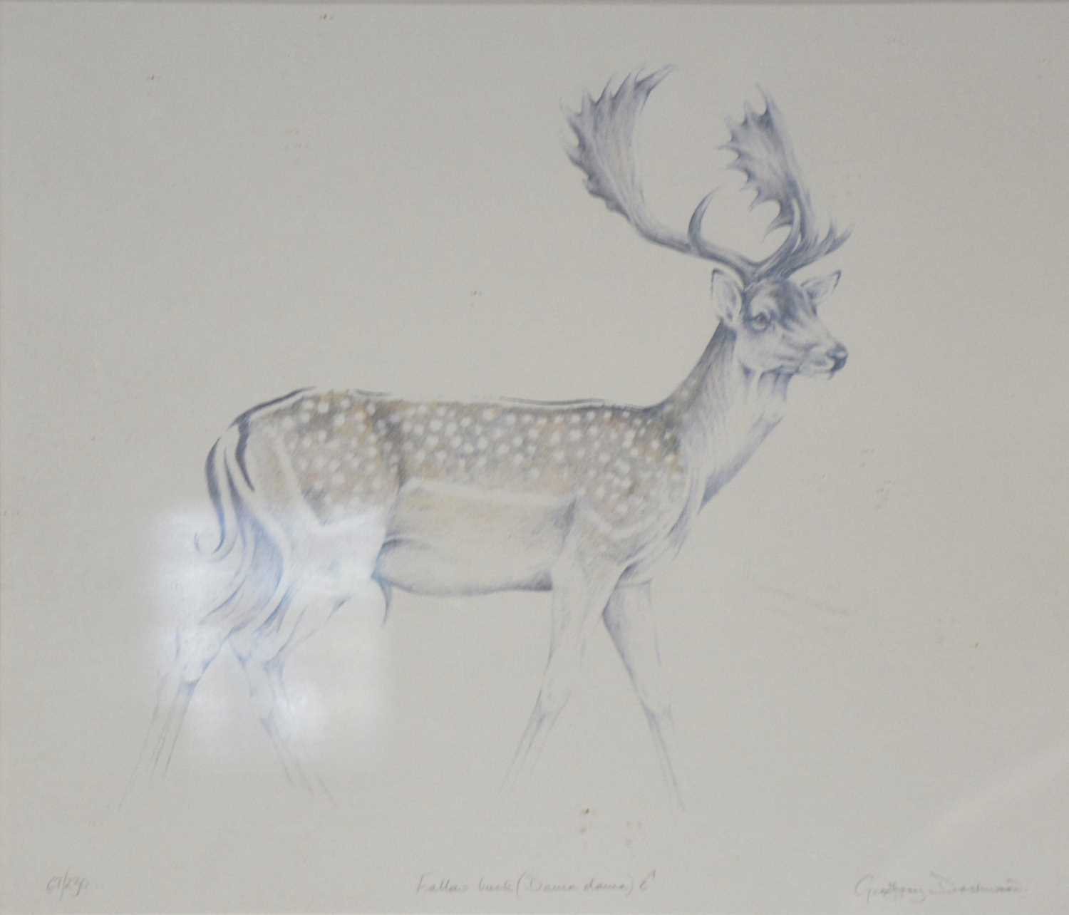 Geoffrey Dashwood Study for Royal Stag, pencil, and a print, - Image 2 of 4