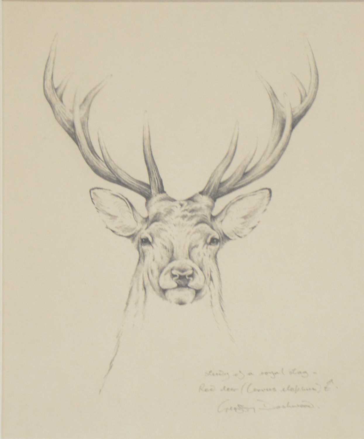 Geoffrey Dashwood Study for Royal Stag, pencil, and a print,