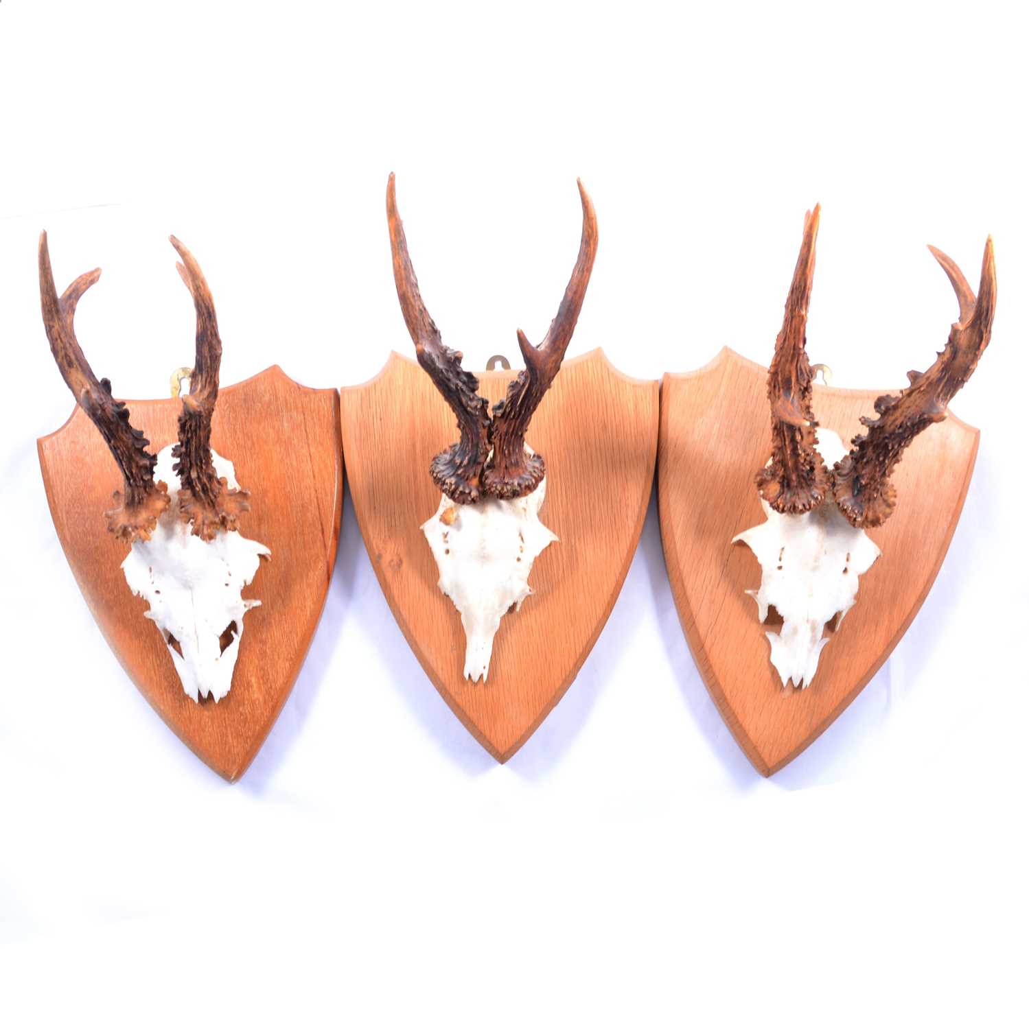 Taxidermy; three oak-mounted deer caps.