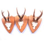 Taxidermy; three oak-mounted deer caps.