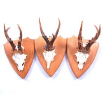 Taxidermy; three oak-mounted deer caps.