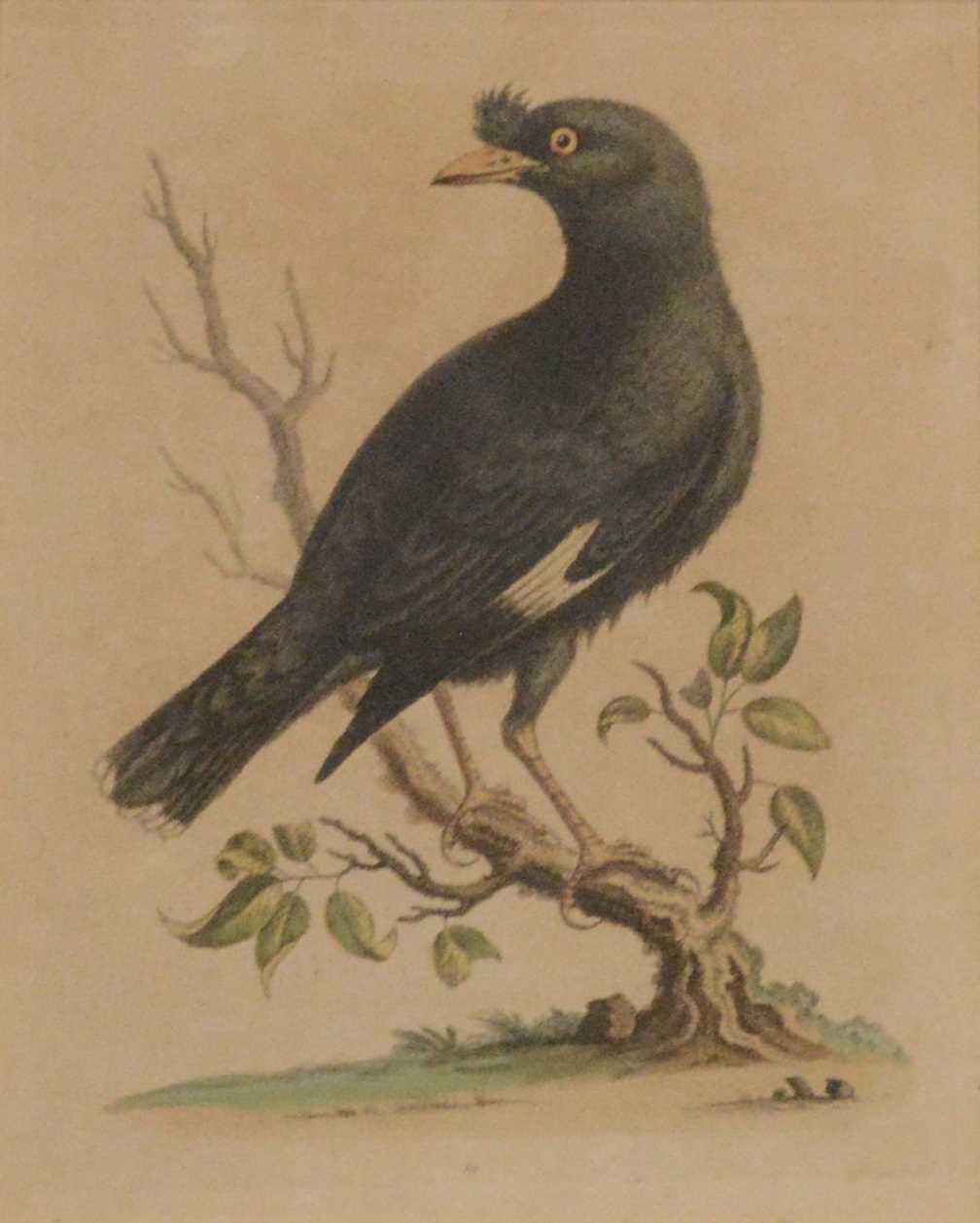 After George Edwards, fourteen ornithological bird prints,