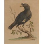 After George Edwards, fourteen ornithological bird prints,