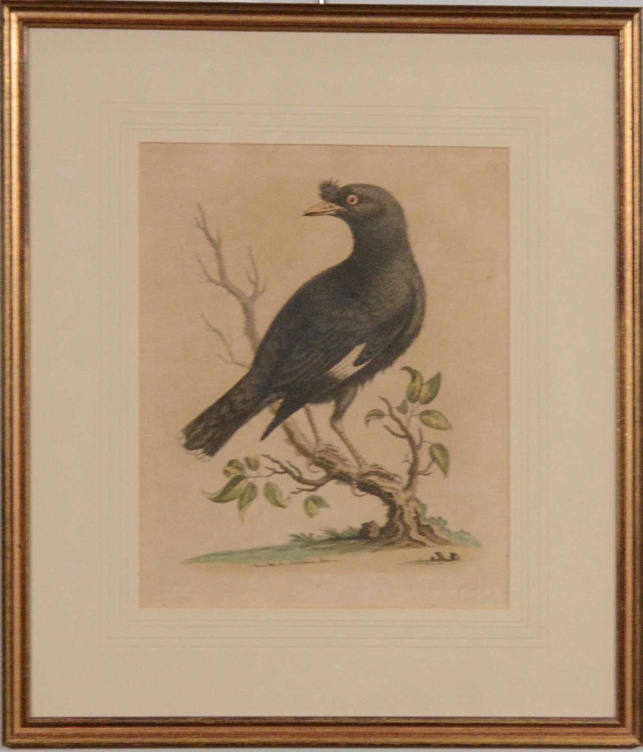 After George Edwards, fourteen ornithological bird prints, - Image 2 of 2