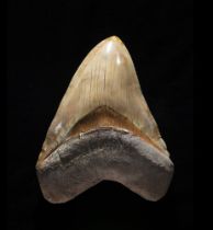 Squalo gigante (Otodus megalodon), Dente, circa 3,6-23 milioni di anni, Indonesia