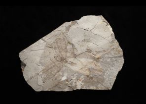 Grillo o mantide (Sinohagla pleioneura), Impronta, circa 125,45-130 milioni di anni, Cina