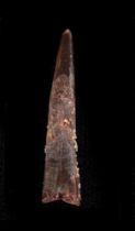 Coloborhynchus sp., Dente, circa 93-140 milioni di anni fa, Inghilterra