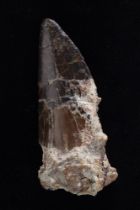 Megalosaurus sp., Dente, circa 165-168 milioni di anni fa, Algeria