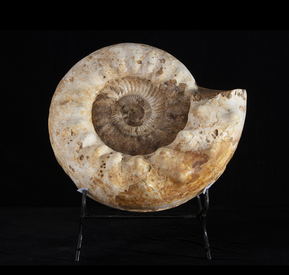Ammonite (Perisphinctes Kranaosphinctes ?), Conchiglia, circa 157-163 milioni di anni, Madagascar