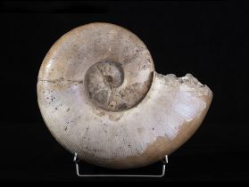 Ammonite (Lytoceras sp.), Conchiglia, circa 160 milioni di anni, Madagascar