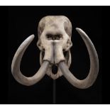 Mammut lanoso (Mammuthus primigenius), Cranio con zanne, circa 45.000 anni, Europa orientale