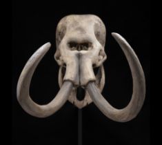 Mammut lanoso (Mammuthus primigenius), Cranio con zanne, circa 45.000 anni, Europa orientale
