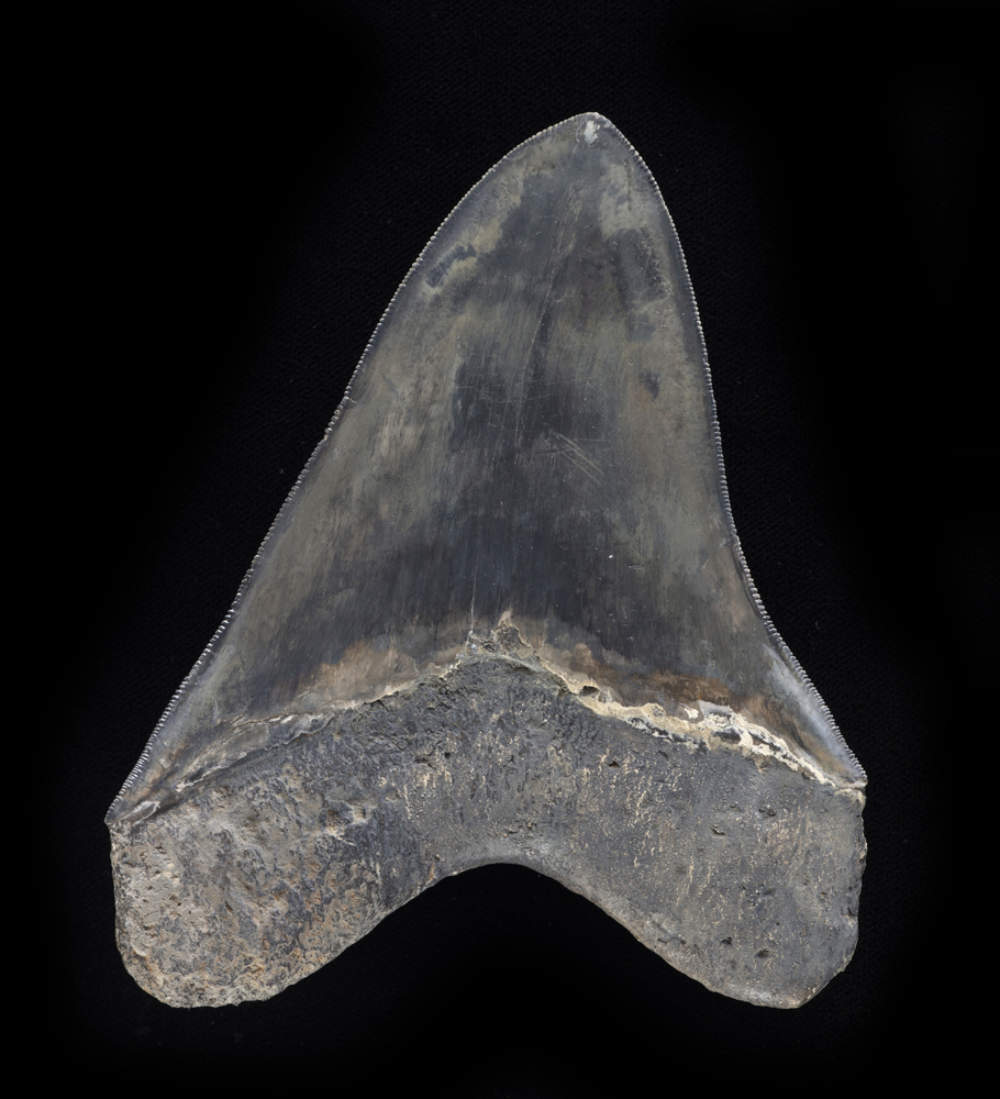 Squalo gigante (Otodus megalodon), Dente, circa 3,6-23 milioni di anni, Indonesia - Image 2 of 2