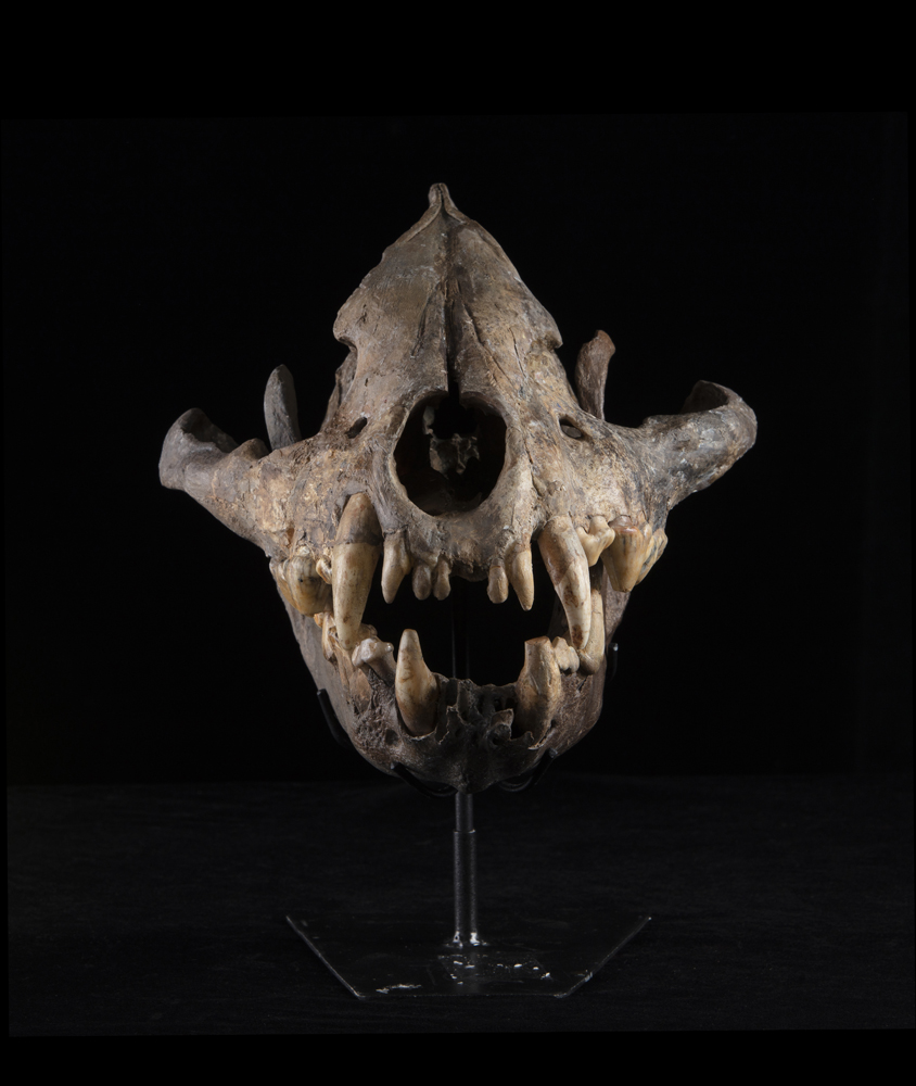 Iena delle caverne (Crocuta crocuta spelaea), Cranio, circa 15 milioni di anni, Germania - Image 2 of 4