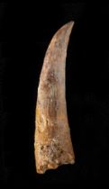 Siroccopteryxmoroccensis, Dente, circa 105 milioni di anni, Marocco