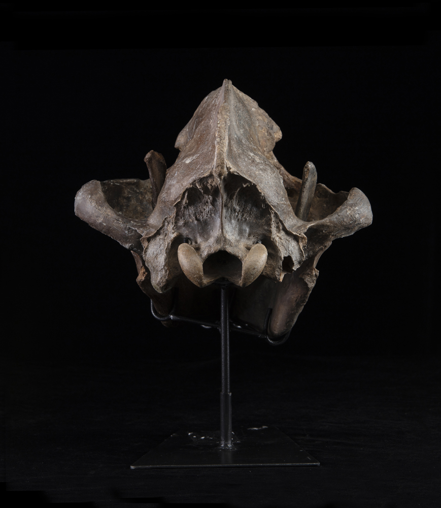 Iena delle caverne (Crocuta crocuta spelaea), Cranio, circa 15 milioni di anni, Germania - Image 3 of 4