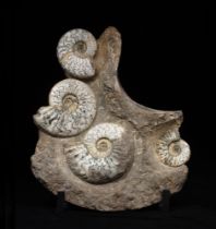 Ammoniti (Eparietites denotatus), Colonia colpita da evento di mortalità  di massa (MME)