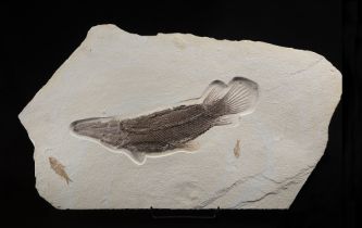 Luccio alligatore (Atractosteus atrox), Impronta, circa 45 milioni di anni, Stati Uniti d'America