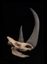 Rinoceronte lanoso (Coelodonta antiquitatis), Cranio, 45.000 anni, Europa orientale