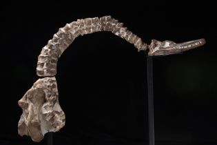 Plesiosauro (Thililua longicollis), Cranio, collo e parte delle spalle, circa 100 milioni di anni