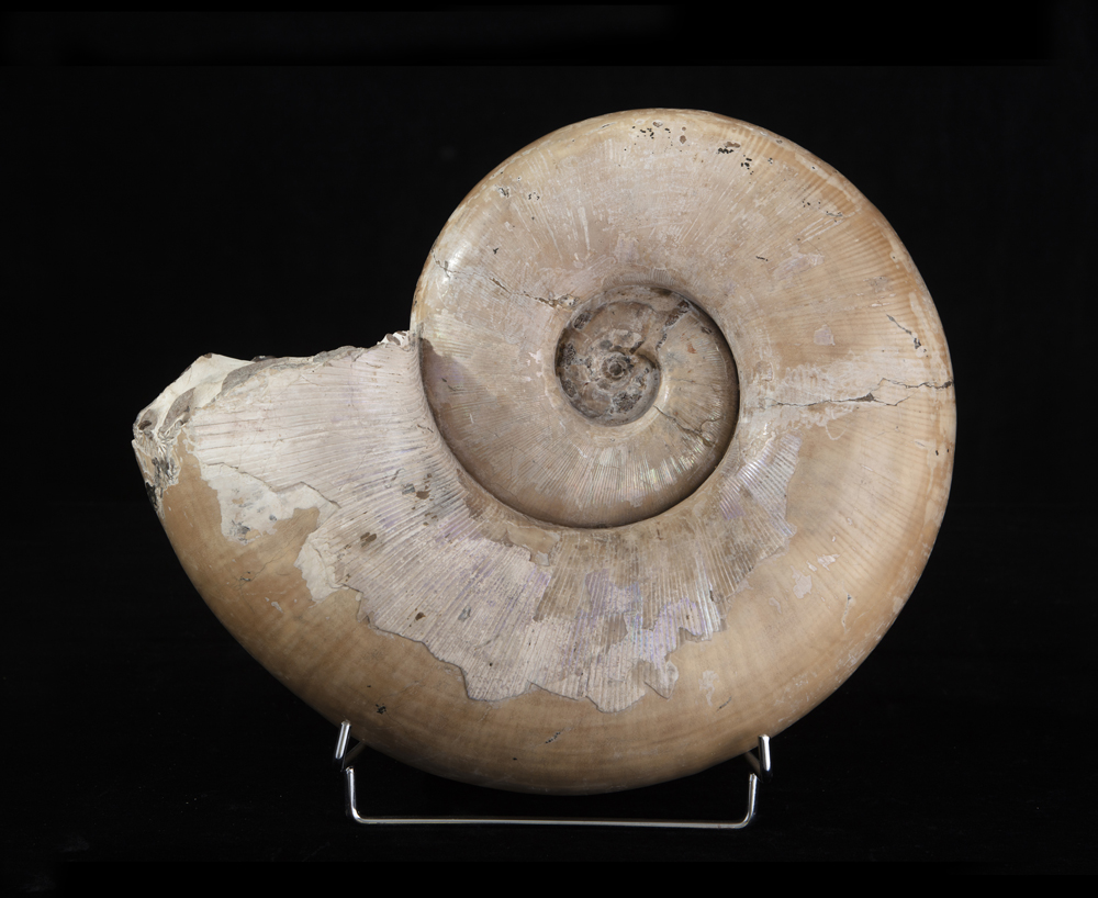 Ammonite (Lytoceras sp.), Conchiglia, circa 160 milioni di anni, Madagascar - Image 2 of 2