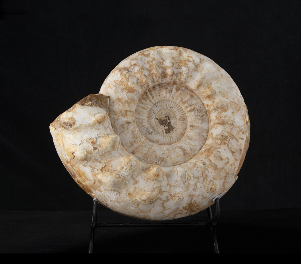 Ammonite (Perisphinctes Kranaosphinctes ?), Conchiglia, circa 157-163 milioni di anni, Madagascar - Image 2 of 2
