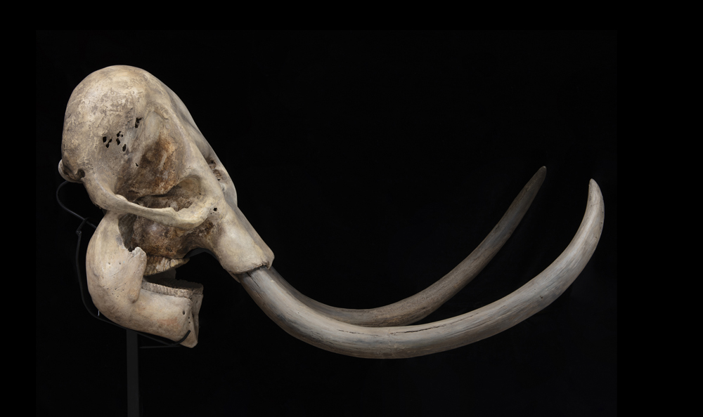 Mammut lanoso (Mammuthus primigenius), Cranio con zanne, circa 45.000 anni, Europa orientale - Image 2 of 3