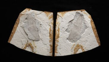 Cicala gigante (Ilerdocossus hui), Impronta positiva e negativa, circa 122-125 milioni di anni, Cina