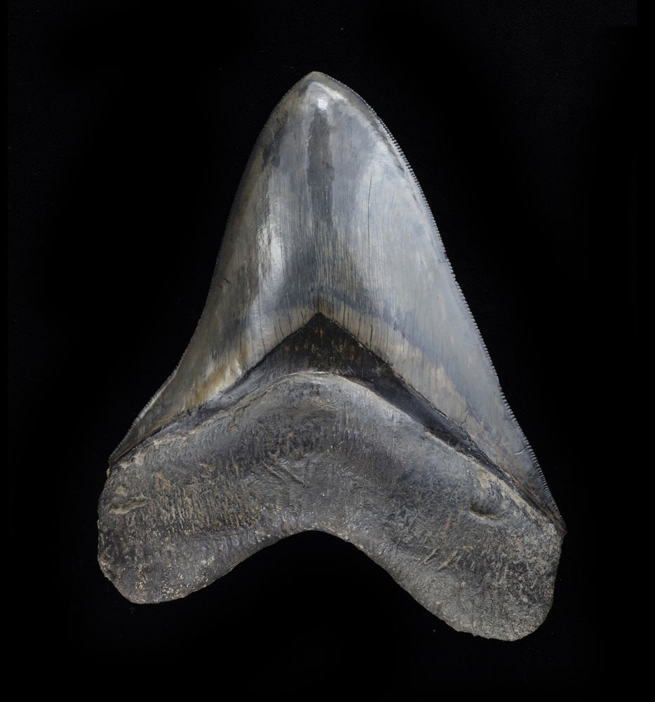 Squalo gigante (Otodus megalodon), Dente, circa 3,6-23 milioni di anni, Indonesia