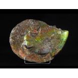 Ammonite iridescente (Placenticeras sp.), Conchiglia, circa 83,5 milioni di anni, Canada
