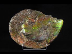 Ammonite iridescente (Placenticeras sp.), Conchiglia, circa 83,5 milioni di anni, Canada