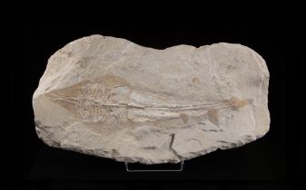Razza (Rhinobatos hakelensis), Impronta cartilaginea, circa 93-99,6 milioni di anni, Libano