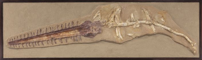 Pesce rostrato (Onchopristis numidus), Scheletro, circa 90-110 milioni di anni, Marocco