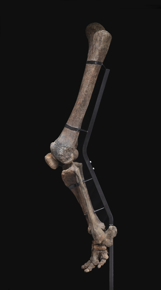 Mammuth (Mammuth primigenius), Arto posteriore, circa 45.000 anni, Europa orientale - Image 2 of 2